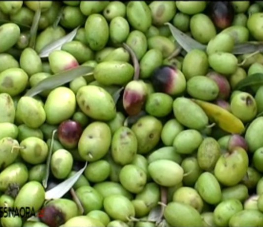 L’olio d’oliva: dall’albero alla mensa