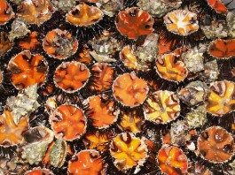 AMBIENTE MARINO: SEQUESTRATI E RIGETTATI NELLO STRETTO 16.000 RICCI, MULTATI I PESCATORI DI FRODO