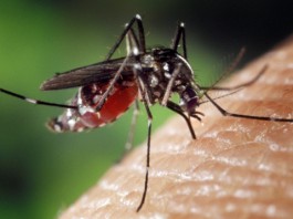 ATTENZIONE ALLA ZANZARA TIGRE: INIZIA LA CAMPAGNA COMUNALE CON UNA ORDINANZA PER EVITARE LA DIFFUSIONE