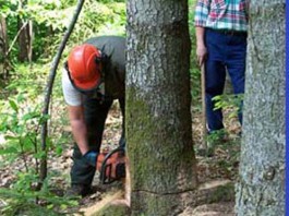 REGIONE SICILIA: 60 MILIONI DI EURO PER I FORESTALI