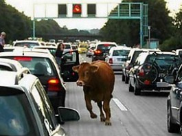 TRAFFICO “BESTIALE” SULLA A18: UN VITELLO IMBOCCA l’AUTOSTRADA E VIENE ABBATTUTO