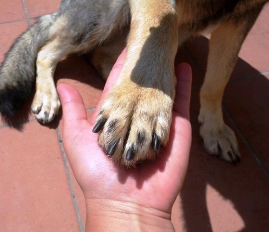 “DAI LA ZAMPA”: IL PRIMO LUGLIO AL DUOMO INIZIATIVA A SOSTEGNO DEL RIFUGIO DI VIA DON BLASCO
