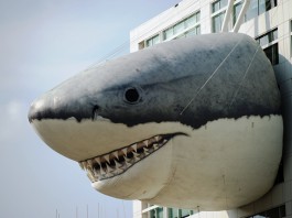 FERROVIE E SQUALI : I TRASPORTI NEL PRECIPIZIO DELLA POLITICA