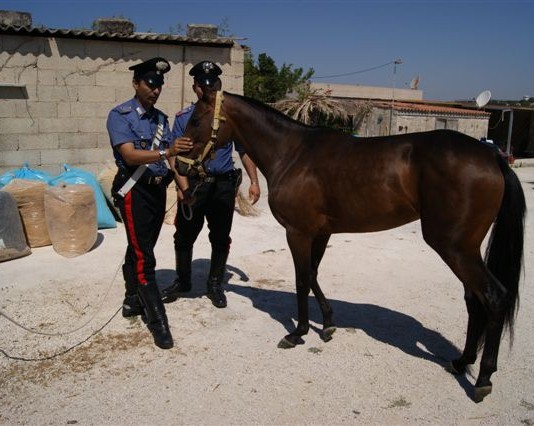 GALOPPO LIBERO IN PIENO CENTRO: I CC BLOCCANO UN CAVALLO IMBIZZARRITO