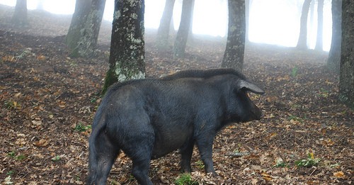 PETTINEO, PASTORE 26ENNE ATTACCATO DA UN CINGHIALE: A SALVARLO L’SOS DEI CANI DA CACCIA
