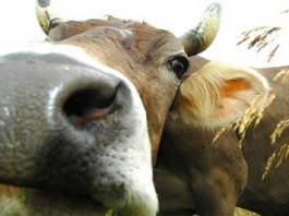 MUCCA PAZZA: SOSPETTO CASO AL PAPARDO, VERIFICHE IN CORSO DOPO LA MORTE DI UNA DONNA