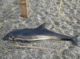 MORIA DI DELFINI: ESEMPLARE SPIAGGIATO A CAPO PELORO, PRELEVATO DALL’ISTITUTO ZOOPROFILATTICO DI PALERMO