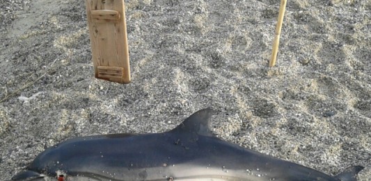 MORIA DI DELFINI: ESEMPLARE SPIAGGIATO A CAPO PELORO, PRELEVATO DALL’ISTITUTO ZOOPROFILATTICO DI PALERMO