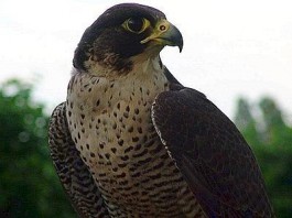 LA MIGRAZIONE DEI RAPACI NELLO STRETTO: AL VIA IL CAMPO ANTIBRACCONAGGIO DELLA LIPU