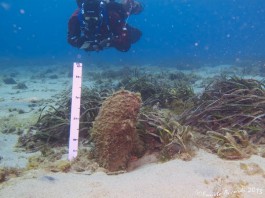 AMBIENTE SUBACQUEO: ANCHE MESSINA PARTECIPA AL PROGETTO GUE DI MONITORAGGIO DELLA PINNANOBILIS (FOTOGALLERY)