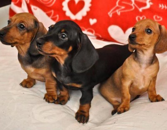 L’ULTIMA TENDENZA IN CAMPAGNA ELETTORALE: CHI E’ PIU’ “BASSO” DI CHI