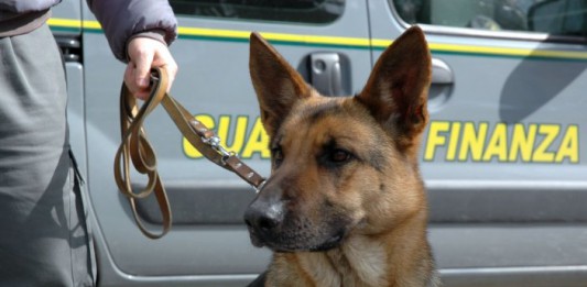 CANE ANTIDROGA IN AZIONE ALLA CARONTE: SCOPRE 850 GR DI MARIJUANA NEL BAGAGLIAIO DI UN’AUTO