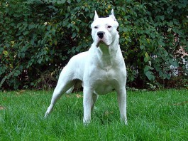 ANZIANA AGGREDITA DA UN CANE: VOLTO SFIGURATO