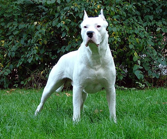 ANZIANA AGGREDITA DA UN CANE: VOLTO SFIGURATO