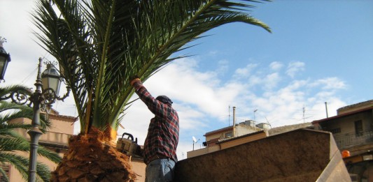 CURA DELLE PALME: MANUTENZIONE AL CENTRO, SEGNALAZIONI A PARADISO