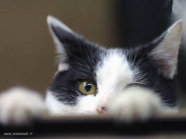 CANILE DI VIA DON BLASCO: IALACQUA “CONFRONTO CON LE ASSOCIAZIONI, PRONTA UNA DELIBERA SULLA DIFESA DELLE COLONIE FELINE”