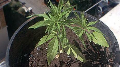 IN CASA NASCONDE 140 PIANTINE DI CANNABIS E OLTRE UN CHILO DI HASHISH, ARRESTATO