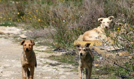 Calderone, nuova legge sul randagismo: “È giunto il tempo di arginare ogni condotta omissiva”