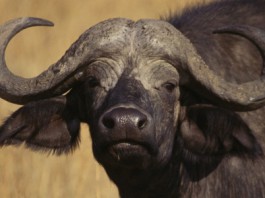 VOLANTINI D’ORO A PALAZZO? IL COMUNE SMENTISCE GAMBALE (MESSINAOGGI)