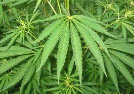 CANNABIS: PER LA CORTE COSTITUZIONALE LA LEGGE FINI-GIOVANARDI E’ ILLEGITTIMA