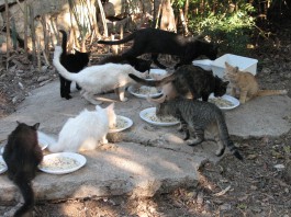 TUTELA DELLE COLONIE FELINE: PUBBLICATA ALL’ALBO PRETORIO DEL COMUNE L’ORDINANZA DEL SINDACO ACCORINTI