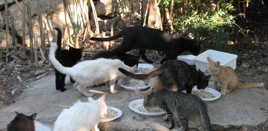 TUTELA DELLE COLONIE FELINE: PUBBLICATA ALL’ALBO PRETORIO DEL COMUNE L’ORDINANZA DEL SINDACO ACCORINTI