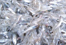 OPERAZIONE “COLAPESCE”: DA MILAZZO A CATANIA, SEQUESTRO DI “NEONATA” E TONNO ROSSO