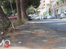Alberi pericolosi: l’ordinanza che stabilisce un piano d’azione per i prossimi tre mesi