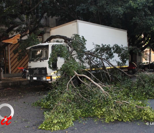 PARISI (FI) SU ALBERO CADUTO: “SI PENSA A NUOVI ALBERI, QUANDO NON MANTENIAMO QUELLI PRESENTI”