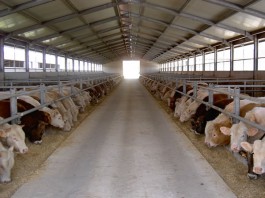 FOCOLAIO DI BRUCELLOSI IN ALLEVAMENTO DI TERME VIGLIATORE, SINDACO E ASP ORDINANO SEQUESTRO