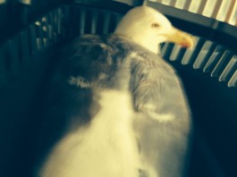 DAL GABBIANO SALVATO ALL’AGGRESSIONE DEL PITBULL: AVVENTURE ANIMALISTE DELLA CONSIGLIERA CRIFO’