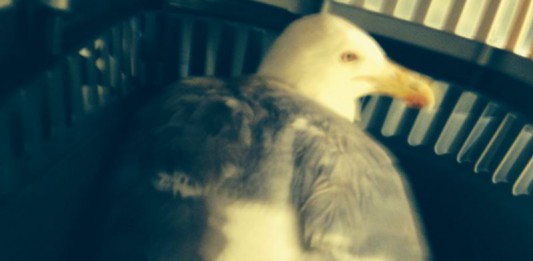 DAL GABBIANO SALVATO ALL’AGGRESSIONE DEL PITBULL: AVVENTURE ANIMALISTE DELLA CONSIGLIERA CRIFO’