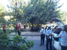 TRAGEDIA SFIORATA A VILLA MAZZINI, GROSSO RAMO PRECIPITA IN STRADA. NESSUN FERITO