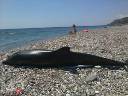 DELFINO TROVATO MORTO SULLA SPIAGGIA DI SAN PAOLO BRIGA – VIDEO