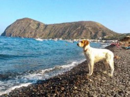 LIPARI: IL CANE GIGI ABBAIA AL MARE, ASPETTANDO IL PADRONE