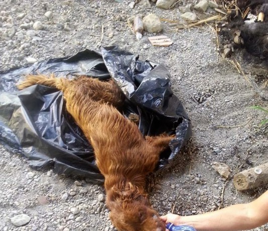 LEGATO E RINCHIUSO IN UN SACCO DELL’IMMONDIZIA. GIOVANE CANE SALVATO DA VOLONTARIA