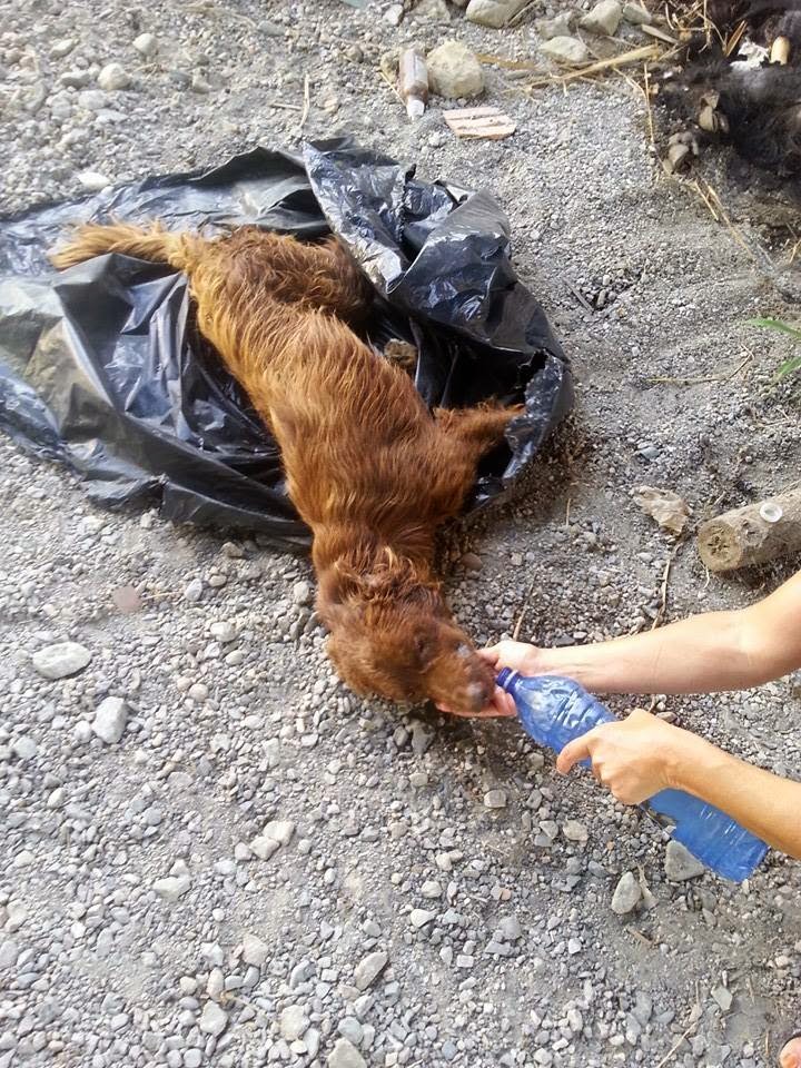 LEGATO E RINCHIUSO IN UN SACCO DELL'IMMONDIZIA. GIOVANE CANE SALVATO DA ...