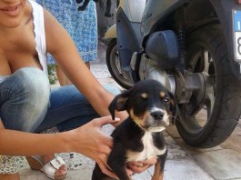 CHIUSI IN UN SACCO E GETTATI TRA I RIFIUTI: DUE CUCCIOLI SALVATI DA UNA CITTADINA