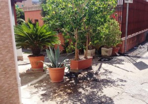nicaragua_piante