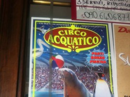 CIRCO ACQUATICO, QUESTURA AUTORIZZA PROROGA. LEAL: “SOLO ORDINANZA PUO’ EDUCARE I MESSINESI”