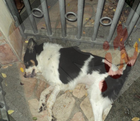 ALLARME AVVELENAMENTI A FURNARI, VITTIME DELL’INQUIETANTE CASO DIECI GATTI E DICIOTTO CANI