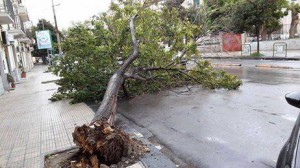 Albero caduto davanti alla Enzo Drago