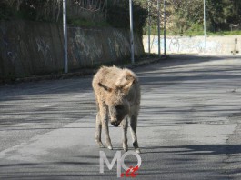 Animali macellati sul torrente Trapani, sulla scrivania del sindaco l’esposto della Leal
