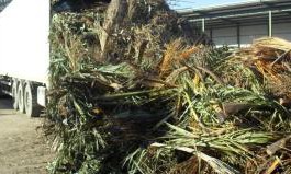 Rifiuti, al via il conferimento del verde nelle isole ecologiche e il ritiro a domicilio. Ecco come