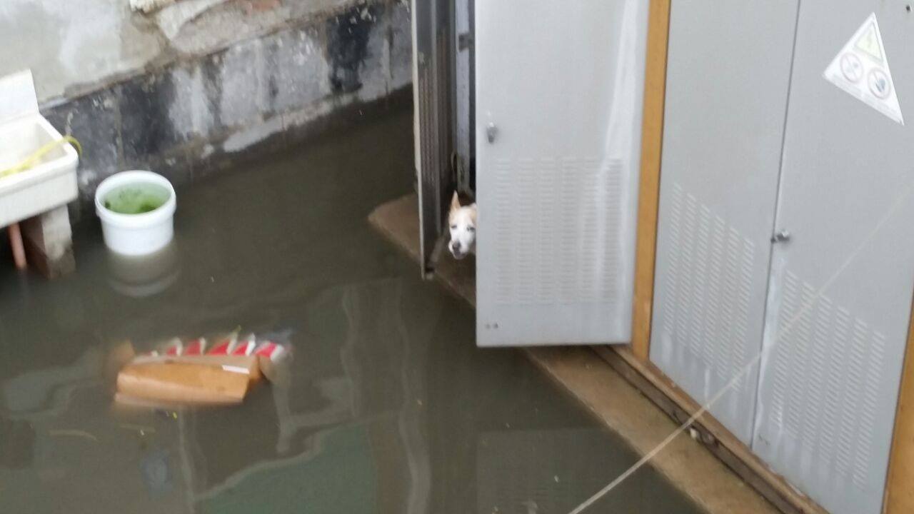 un cane bloccato dall'acqua