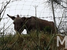 Via torrente Trapani, asino intrappolato per ore tra il filo spinato
