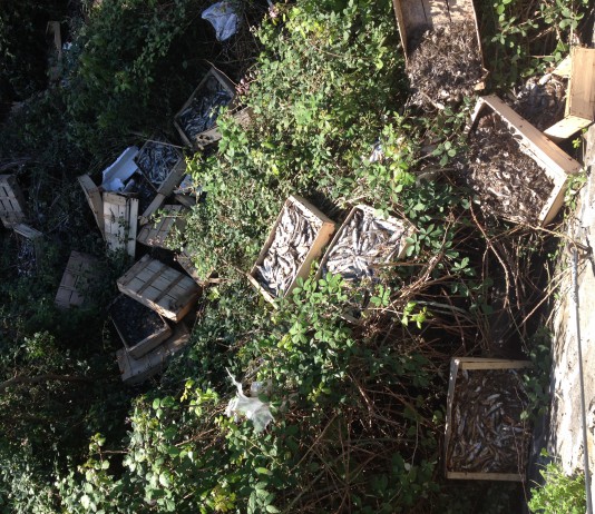 Decine di cassette piene di pesci morti sul torrente Zafferia, ma nessuno ne sa nulla – VIDEO