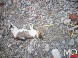 Crudeltà sugli animali, nelle spiagge di Ganzirri arriva il “Cat-punching”