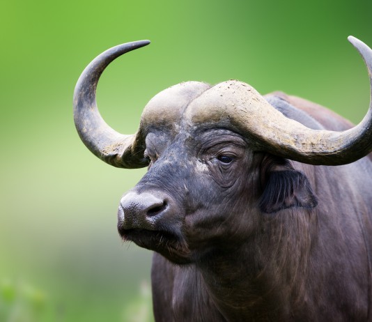 Falso allarme Ebola, ovvero la “notizia” che non c’è