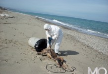 Crudeltà sugli animali, il cane seviziato aveva il microchip. Indagini in corso